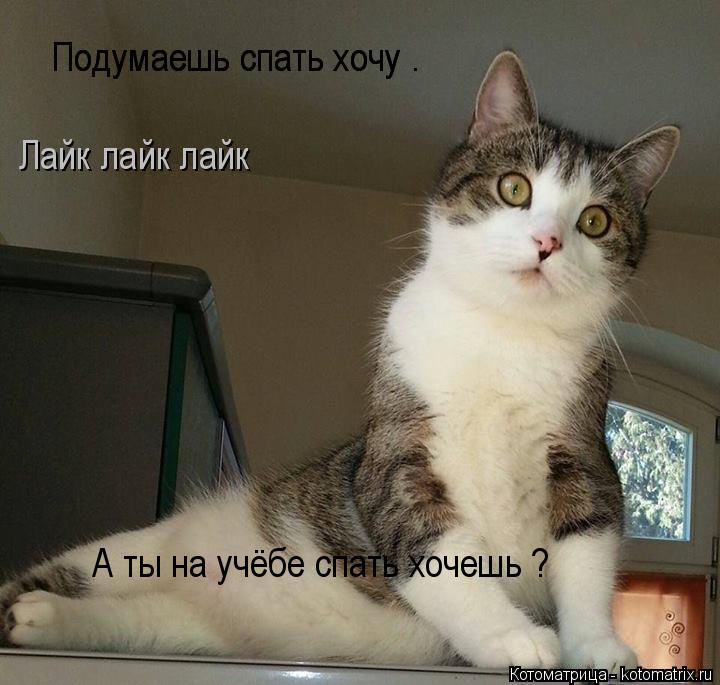 Котоматрица: Подумаешь спать хочу . А ты на учёбе спать хочешь ? Лайк лайк лайк Подумаешь спать хочу .