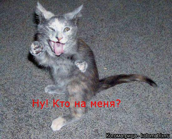 Котоматрица: Ну! Кто на меня?