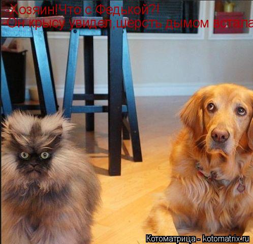 Котоматрица: -Хозяин!Что с Федькой?! -Он крысу увидел,шерсть дымом встала.