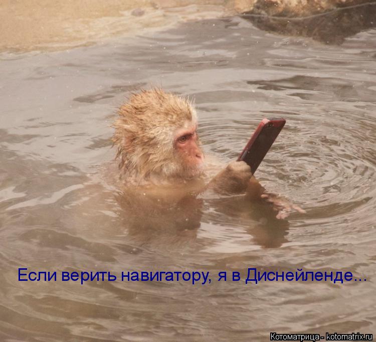 Если верить навигатору, я в Диснейленде...... Котоматрица: Если верить навигатору, я в Диснейленде...