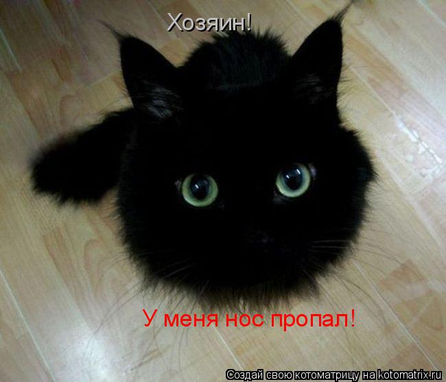 Котоматрица: Хозяин! У меня нос пропал!