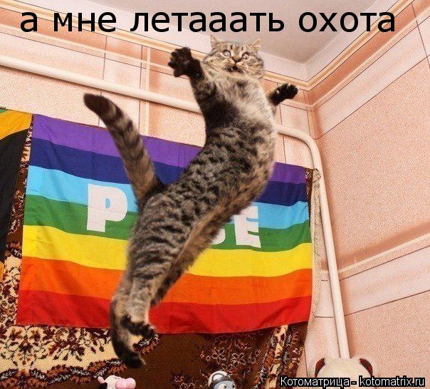 Котоматрица: а мне летааать охота