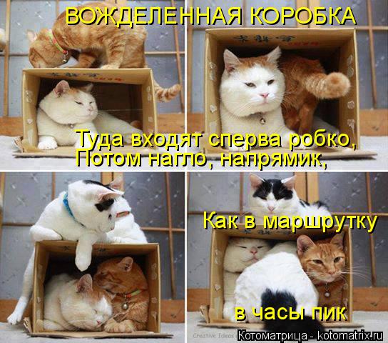 ВОЖДЕЛЕННАЯ КОРОБКА Туда входят сперва робко, Потом нагло, напрямик, Как в маршрутку в часы пик... Котоматрица: ВОЖДЕЛЕННАЯ КОРОБКА Туда входят сперва робко, Потом нагло, напрямик, Как в маршрутку в часы пик