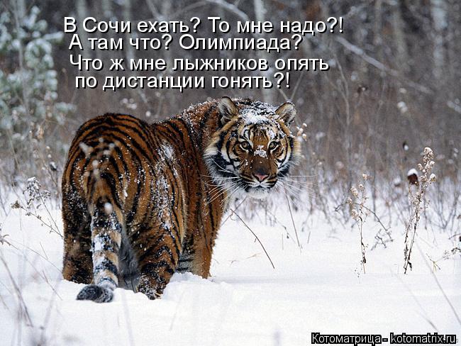 Котоматрица: В Сочи ехать? То мне надо?! А там что? Олимпиада? Что ж мне лыжников опять по дистанции гонять?!