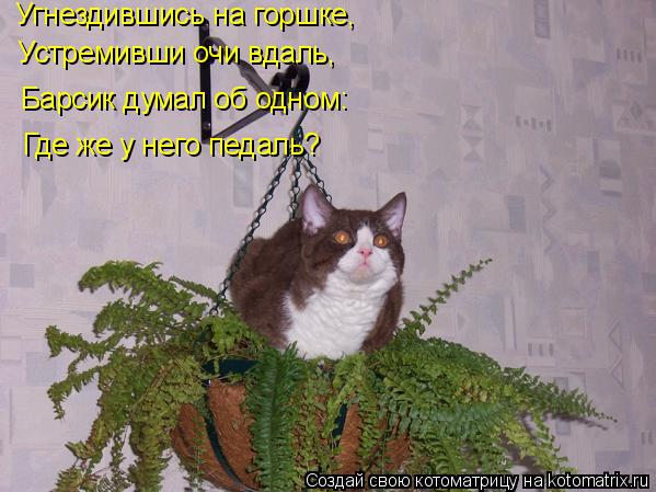 Котоматрица: Угнездившись на горшке, Устремивши очи вдаль, Барсик думал об одном: Где же у него педаль?