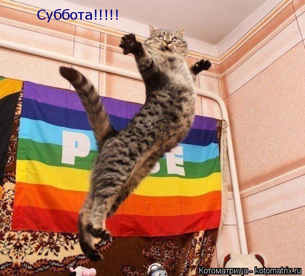 Котоматрица: Суббота!!!!!