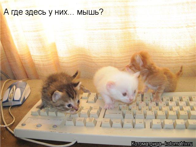 Котоматрица: А где здесь у них... мышь?