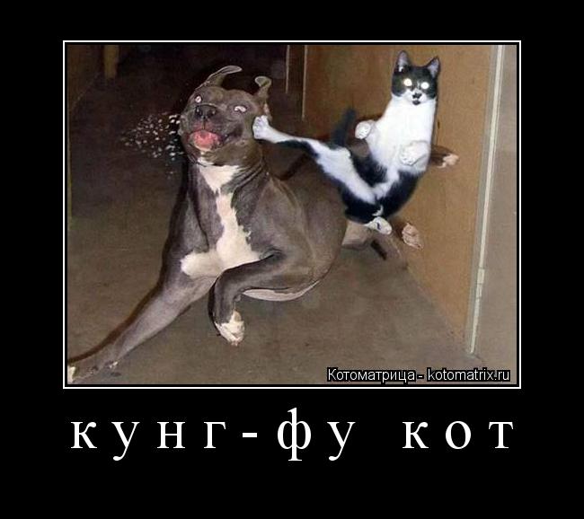 Котоматрица: кунг-фу кот 