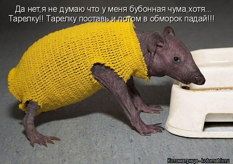 Котоматрица: Да нет,я не думаю что у меня бубонная чума,хотя...  Тарелку!! Тарелку поставь и потом в обморок падай!!!