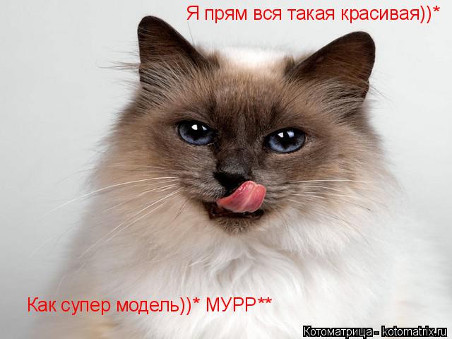 Котоматрица: Я прям вся такая красивая))* Как супер модель))* МУРР**