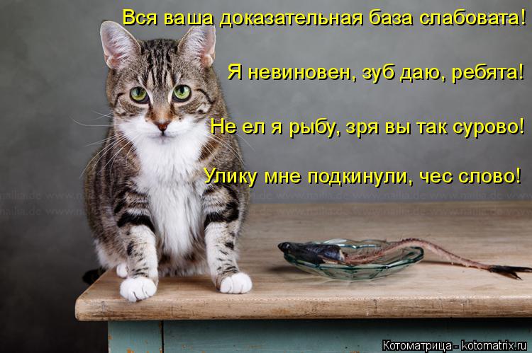 Котоматрица: Вся ваша доказательная база слабовата! Улику мне подкинули, чес слово! Я невиновен, зуб даю, ребята! Не ел я рыбу, зря вы так сурово!