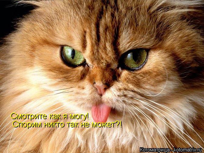 Котоматрица: Смотрите как я могу! Спорим никто так не может?!