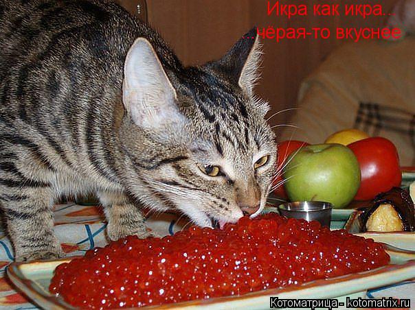 Котоматрица: Икра как икра... ...чёрая-то вкуснее