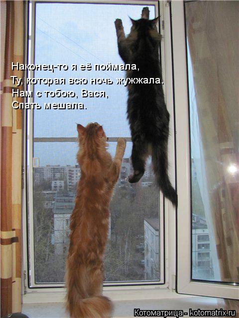 Котоматрица: Наконец-то я её поймала, Ту, которая всю ночь жужжала. Нам с тобою, Вася, Спать мешала.