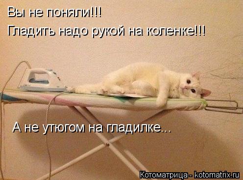 Котоматрица: Вы не поняли!!! Гладить надо рукой на коленке!!! А не утюгом на гладилке...