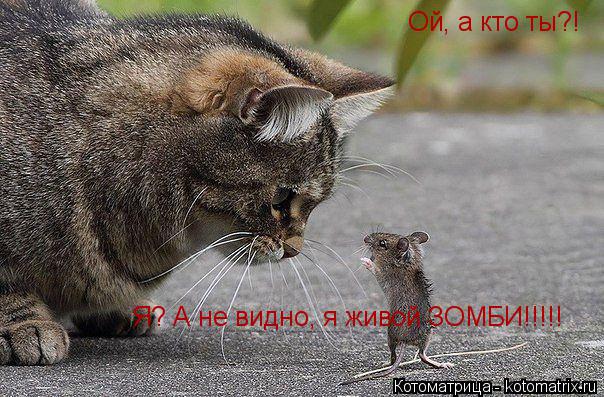 Котоматрица: Ой, а кто ты?!  Я? А не видно, я живой ЗОМБИ   Я? А не видно, я живой ЗОМБИ!!!!!