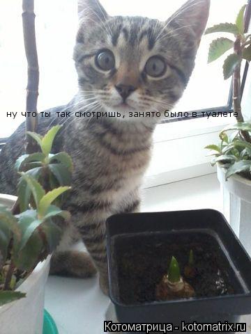 Котоматрица: ну что ты так смотришь, занято было в туалете