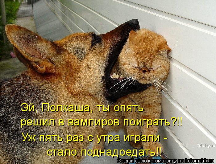 Котоматрица: Эй, Полкаша, ты опять решил в вампиров поиграть?!! Уж пять раз с утра играли - стало поднадоедать!!
