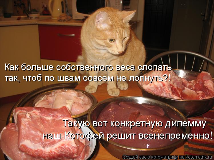 Котоматрица: Как больше собственного веса слопать так, чтоб по швам совсем не лопнуть?! Такую вот конкретную дилемму наш Котофей решит всенепременно!