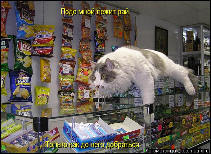 Котоматрица: Подо мной лежит рай ... Только как до него добраться