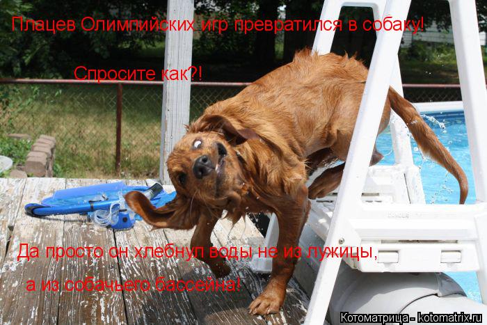 Плацев Олимпийских игр превратился в собаку! Спросите как?! а из собачьего бассейна! Да просто он хле... Котоматрица: Плацев Олимпийских игр превратился в собаку! Спросите как?! а из собачьего бассейна! Да просто он хлебнул воды не из лужицы,