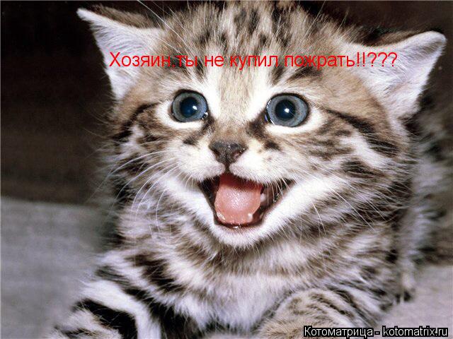 Котоматрица: Хозяин,ты не купил пожрать!!???