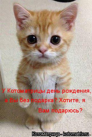 Котоматрица: У Котоматрицы день рождения, а Вы без подарка? Хотите, я  Вам подарюсь?