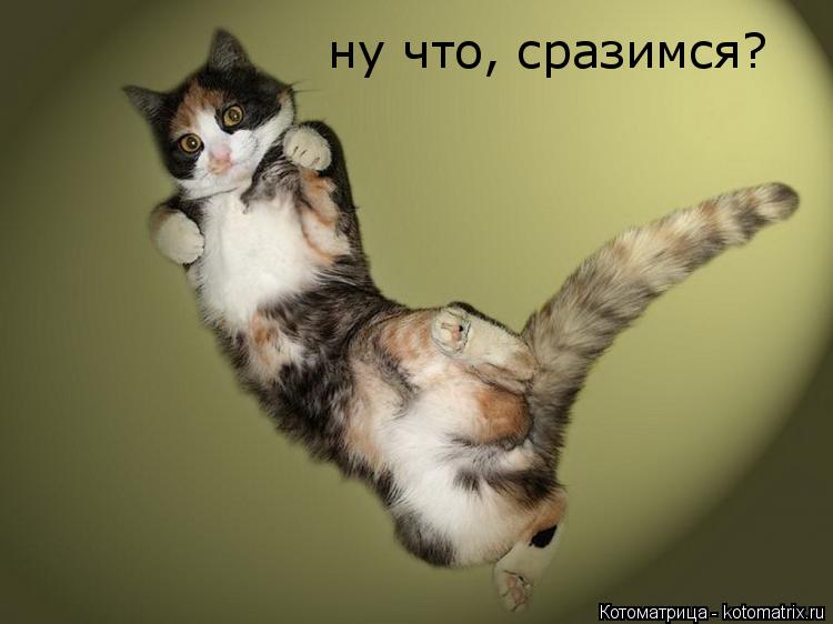 Котоматрица: ну что, сразимся?
