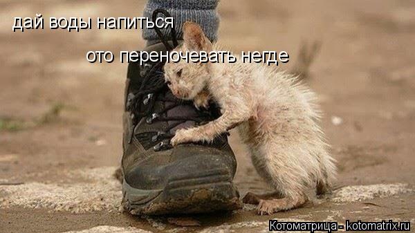 Котоматрица: дай воды напиться ото переночевать негде