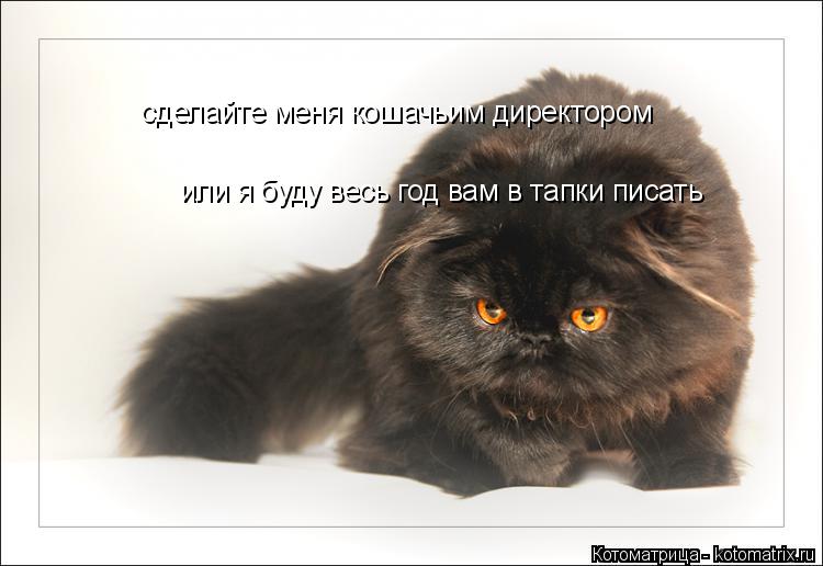 сделайте меня кошачьим директором или я буду весь год вам в тапки писать... Котоматрица: сделайте меня кошачьим директором или я буду весь год вам в тапки писать