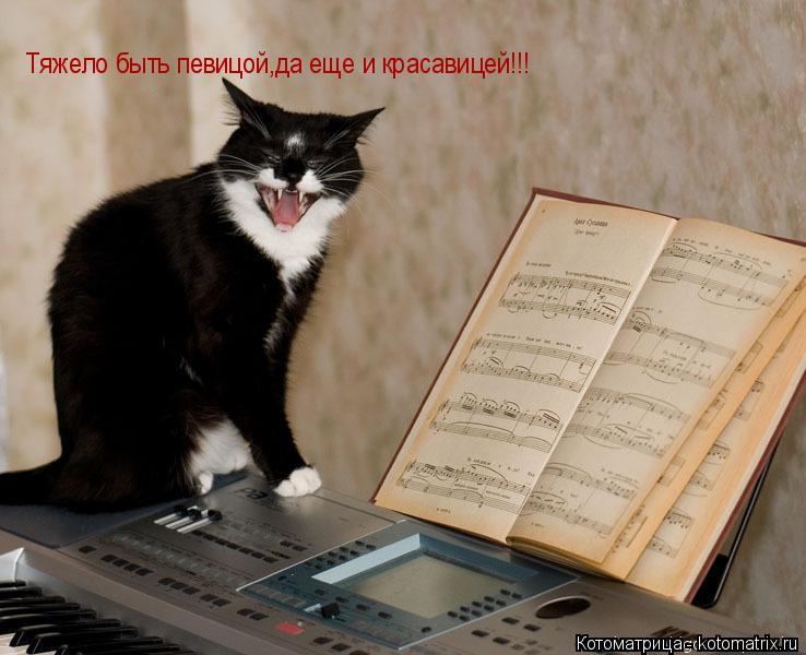 Котоматрица: Тяжело быть певицой,да еще и красавицей!!!