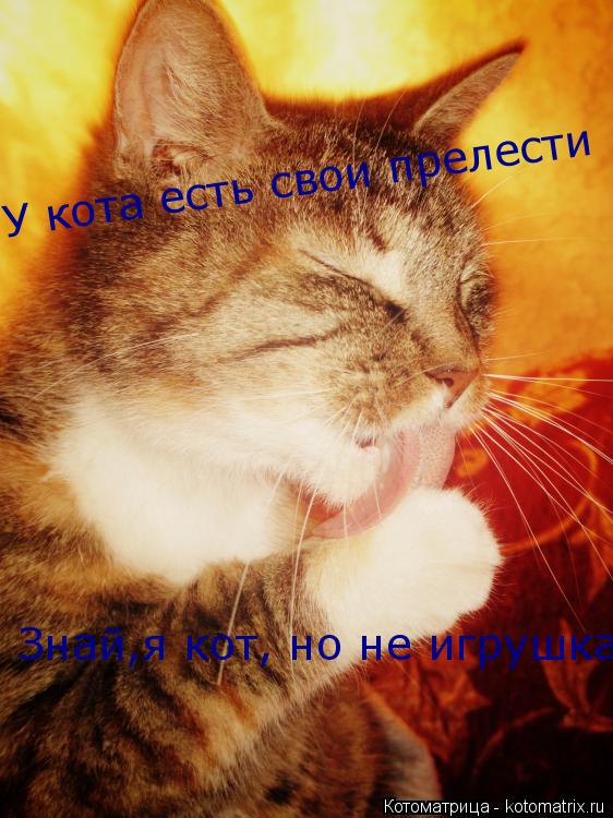 Котоматрица: Знай,я кот, но не игрушка У кота есть свои прелести