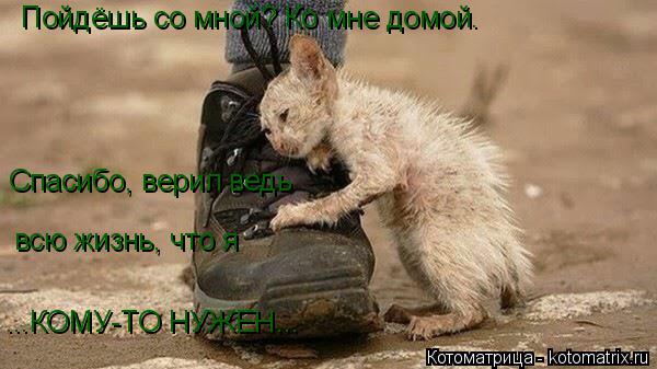 Котоматрица: Пойдёшь со мной? Ко мне домой. Спасибо, верил ведь всю жизнь, что я ...КОМУ-ТО НУЖЕН...