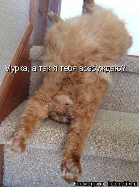 Котоматрица: Мурка, а так я тебя возбуждаю?