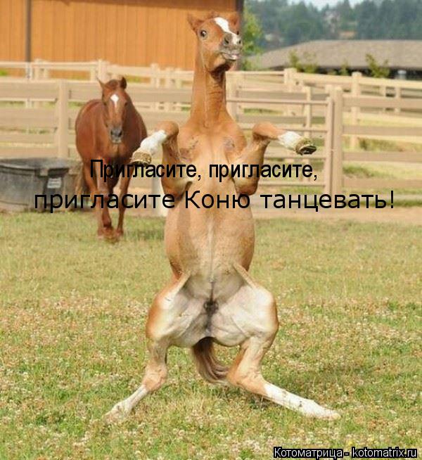 Пригласите, пригласите, пригласите Коню танцевать!... Котоматрица: Пригласите, пригласите, пригласите Коню танцевать!