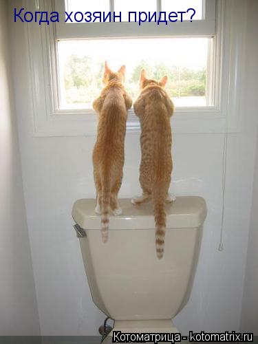Котоматрица: Когда хозяин придет?