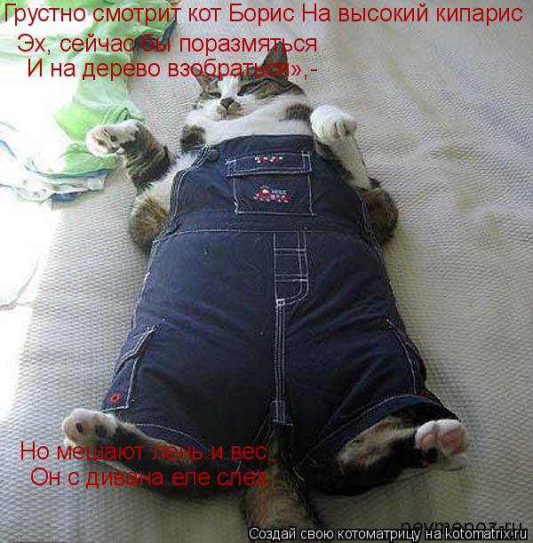 Котоматрица: Эх, сейчас бы поразмяться И на дерево взобраться»,- Но мешают лень и вес, Грустно смотрит кот Борис На высокий кипарис Он с дивана еле слез.