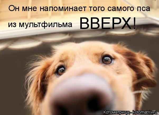 Котоматрица: Он мне напоминает того самого пса из мультфильма ВВЕРХ!