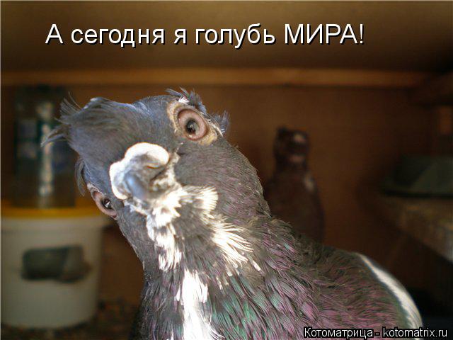 Котоматрица: А сегодня я голубь МИРА!