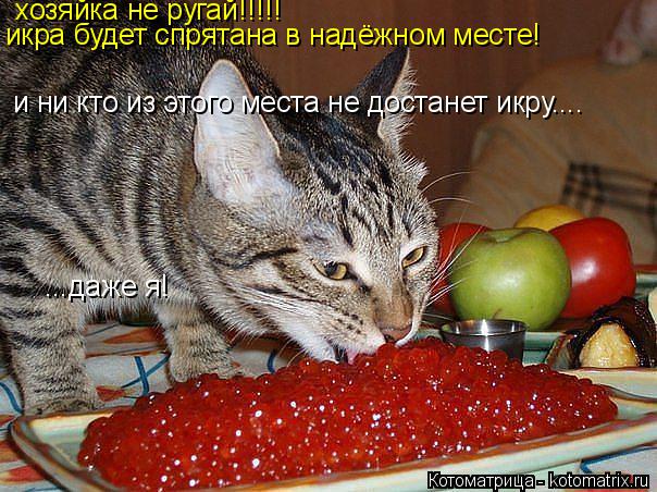 Котоматрица: и ни кто из этого места не достанет икру.... ...даже я! икра будет спрятана в надёжном месте! хозяйка не ругай!!!!!