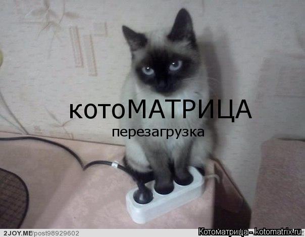 котоМАТРИЦА перезагрузка... Котоматрица: котоМАТРИЦА перезагрузка