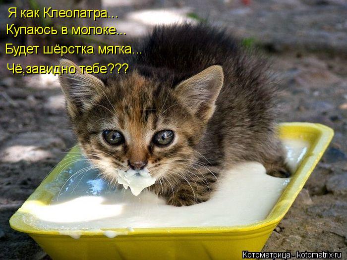 Котоматрица: Я как Клеопатра... Купаюсь в молоке... Будет шёрстка мягка... Чё,завидно тебе???