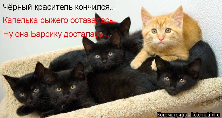 Котоматрица: Чёрный краситель кончился... Капелька рыжего оставалась... Ну она Барсику досталась..