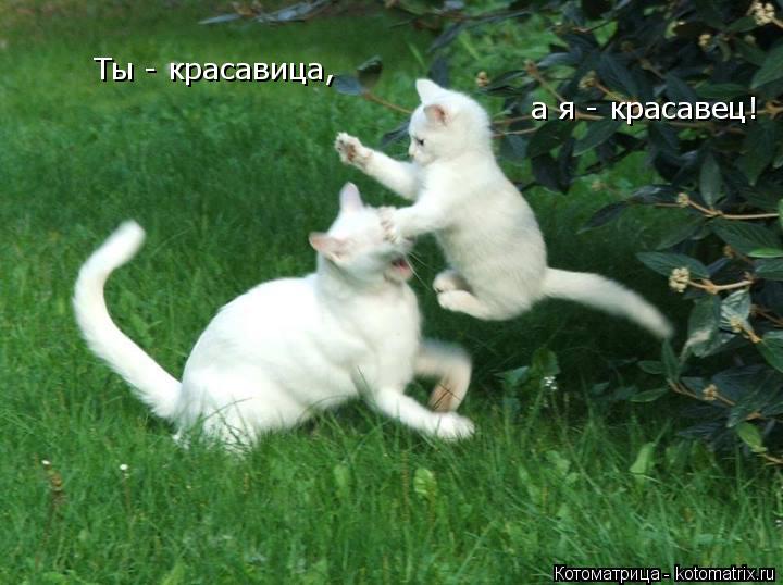 Котоматрица: Ты - красавица, а я - красавец!