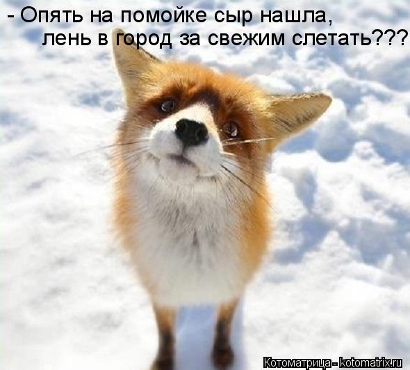 Котоматрица: - Опять на помойке сыр нашла, лень в город за свежим слетать???