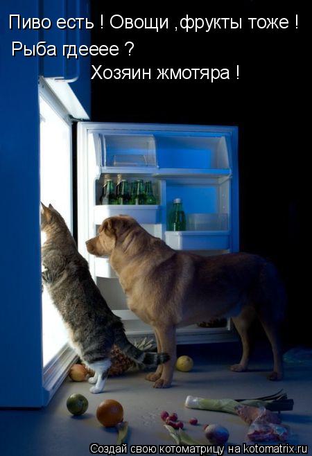 Котоматрица: Пиво есть ! Овощи ,фрукты тоже ! Рыба гдееее ?  Хозяин жмотяра !