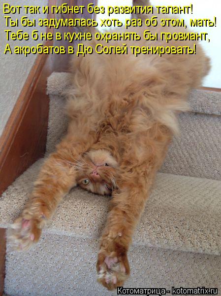 Котоматрица: Вот так и гибнет без развития талант! Ты бы задумалась хоть раз об этом, мать! Тебе б не в кухне охранять бы провиант, А акробатов в Дю Солей т