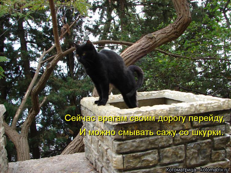 Котоматрица: Сейчас врагам своим дорогу перейду, И можно смывать сажу со шкурки.