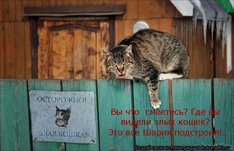 Котоматрица: Вы что  смеетесь? Где вы  видели злых кошек? Это все Шарик подстроил!..