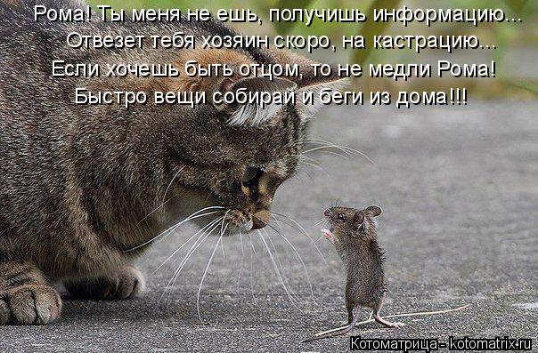 Котоматрица: Быстро вещи собирай и беги из дома!!! Отвезет тебя хозяин скоро, на кастрацию... Рома! Ты меня не ешь, получишь информацию... Если хочешь быть от